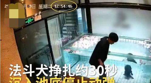 主人调教视频国产,从调教视频看国产崛起之路